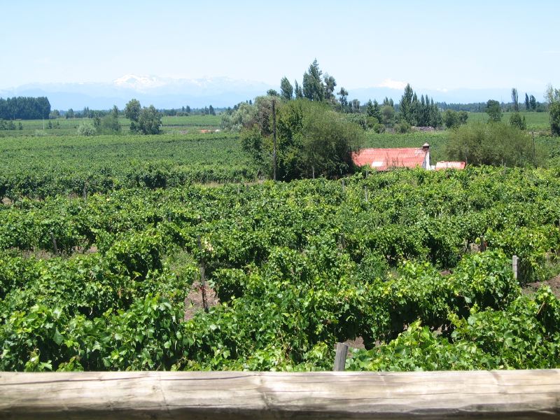 040.chile.linares.vineyards