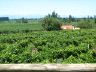 040.chile.linares.vineyards