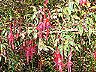 100_.chile.peulla.fuchsia.1