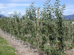 Young super-spindle Gala