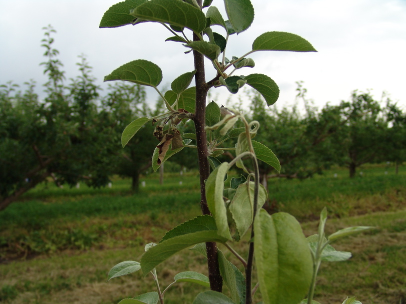 Honecyrisp fireblight