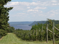 Honeycrisp view